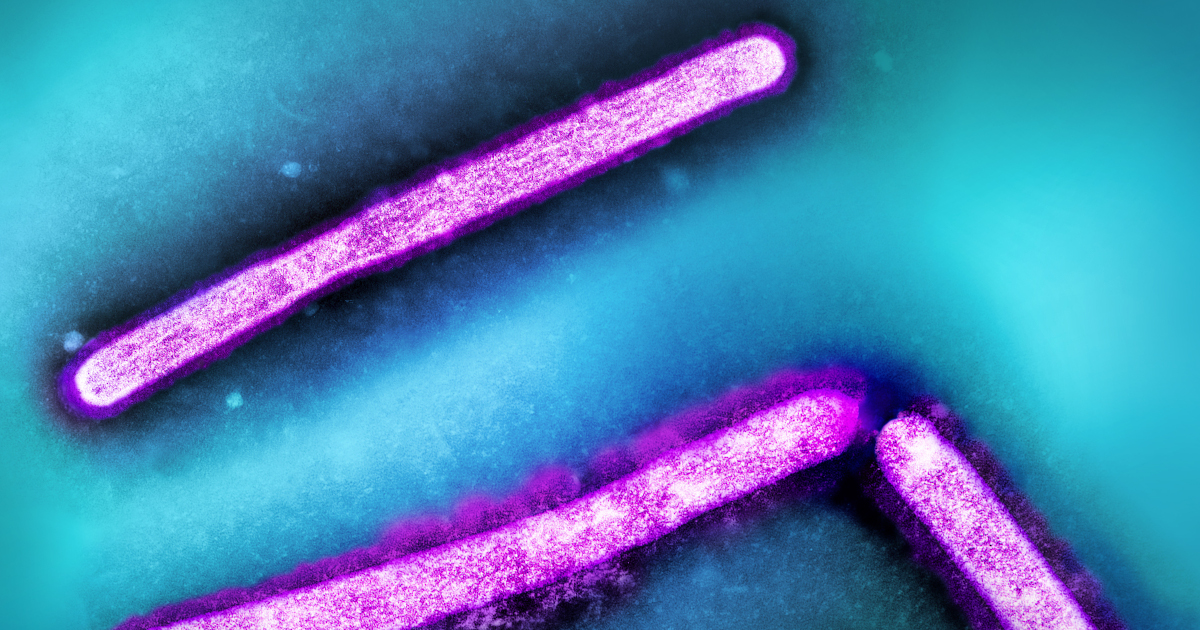 Colourized transmission electron micrograph of three avian influenza virus particles (pink), with teal blue background. Photo: CDC and NIAID.