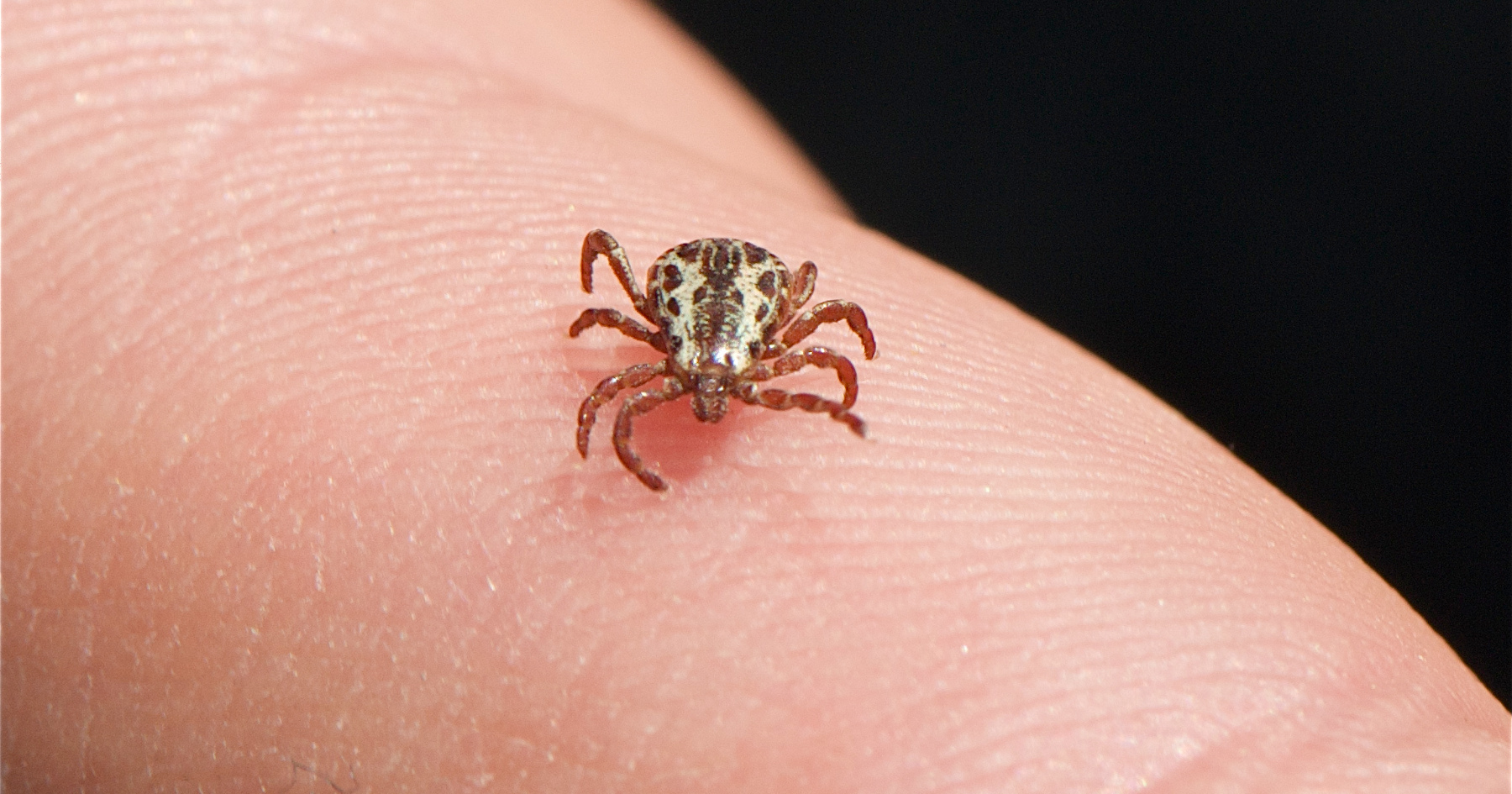 Closeup photo of an American dog tick, crawling on the skin of a person. Photo: Jerry Kirkhart. This file is licensed under the Creative Commons Attribution 2.0 Generic license.